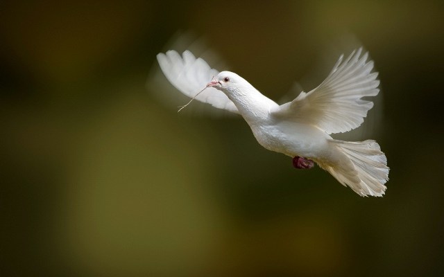 slider image 2